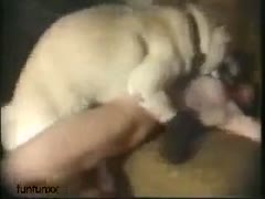 A naughty, infidelity-prone lady uses the dog to cheat on her husband.